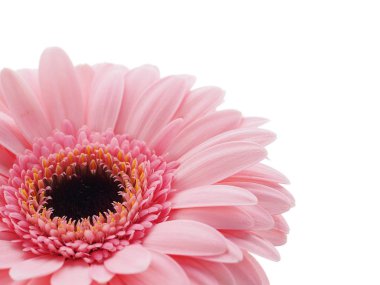 pembe gerbera çiçek izole