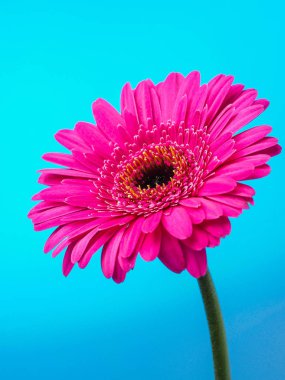 Güzel pembe gerbera çiçeği