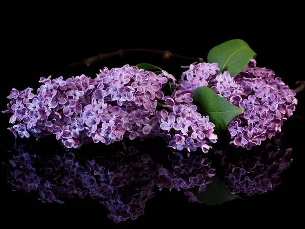 siyah arka plan üzerine Eflatun çiçekler çok güzel