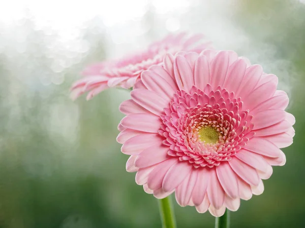 Mooie Roze Gerbera Bloem — Stockfoto
