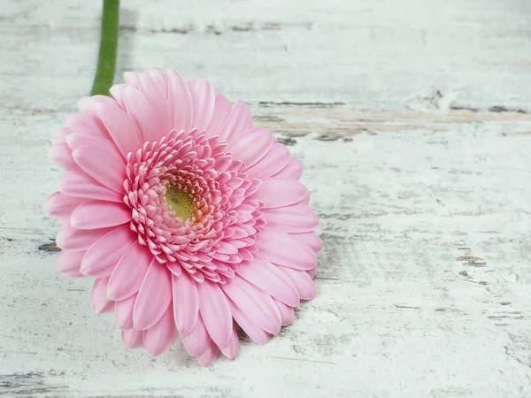 Gerber Bloem Houten Achtergrond — Stockfoto