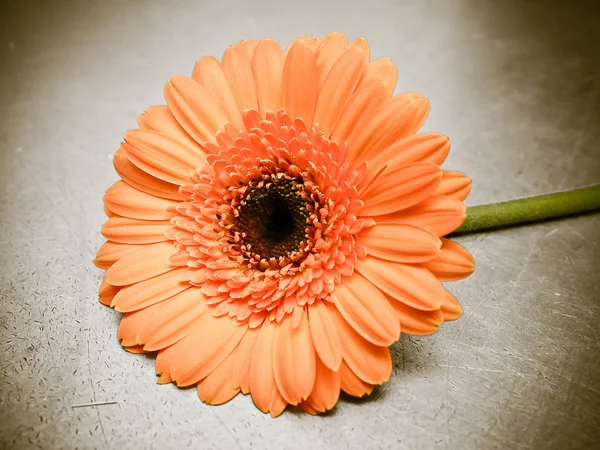 Mooie Oranje Gerber Bloemen — Stockfoto
