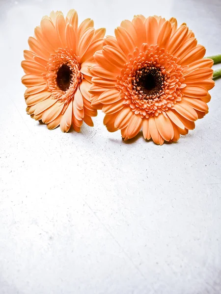 Όμορφη Πορτοκαλί Λουλούδια Γκέρμπερ — Φωτογραφία Αρχείου