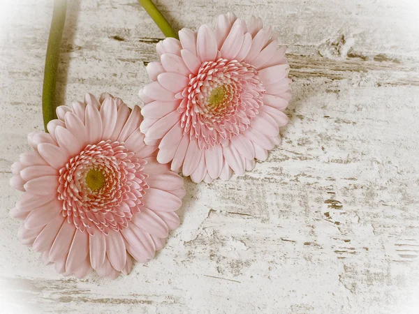 Gerber Flower Wooden Background — Stock Photo, Image
