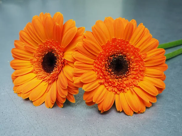 Hermosas Flores Gerber Naranja — Foto de Stock