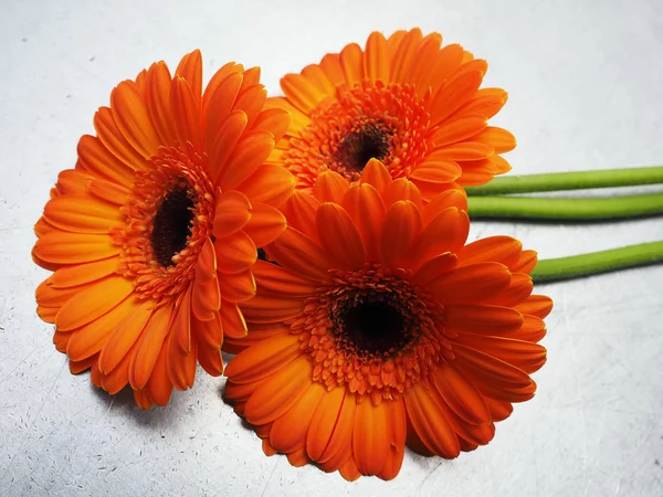 Beautiful Orange Gerber Flowers — Stock Photo, Image