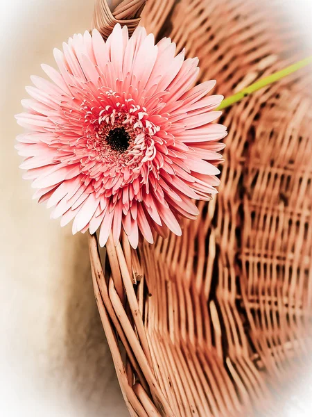 Mooie Roze Gerbera Bloem — Stockfoto