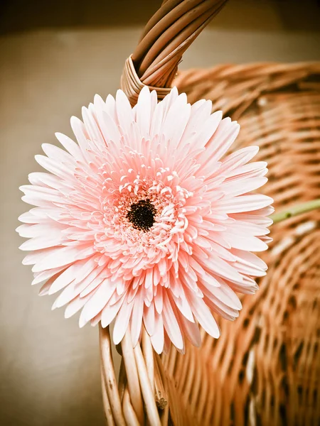 Güzel Pembe Gerbera Çiçeği — Stok fotoğraf