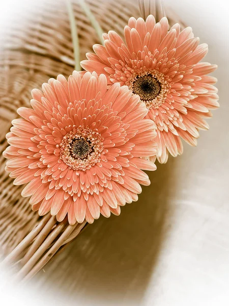 Güzel Pembe Gerbera Çiçeği — Stok fotoğraf