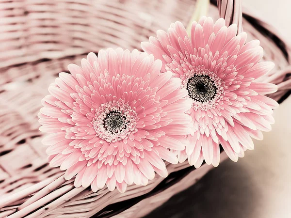 Güzel Renkli Gerbera Çiçekleri — Stok fotoğraf