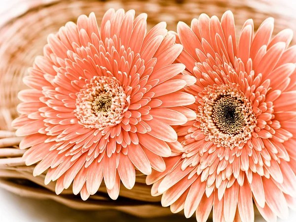 Kleurrijke Gerbera Prachtige — Stockfoto