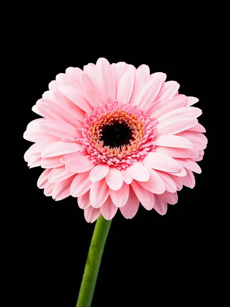 Розовый Цветок Герберы Черном Фоне — стоковое фото