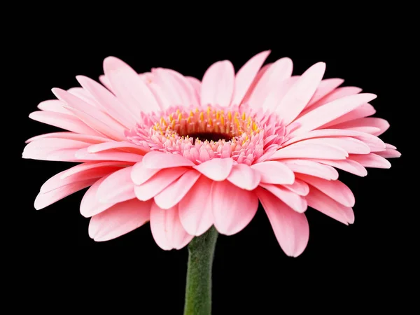 Rosa Gerbera Blume Auf Schwarzem Hintergrund — Stockfoto