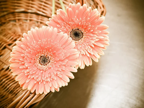 Krásná Růžová Gerbera Květina — Stock fotografie