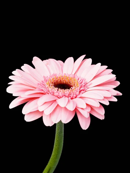 Flor Gerbera Rosa Fundo Preto — Fotografia de Stock