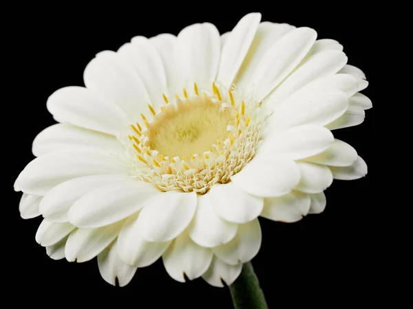 Weiße Gerbera Blume Auf Schwarzem Hintergrund — Stockfoto