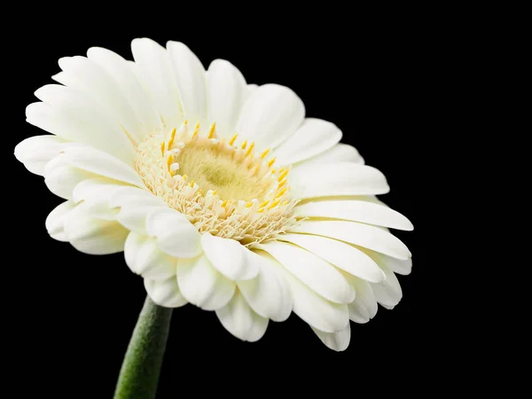 Белый Цветок Герберы Черном Фоне — стоковое фото