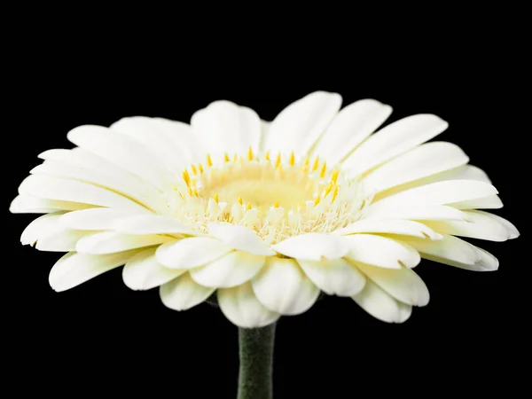 Белый Цветок Герберы Черном Фоне — стоковое фото