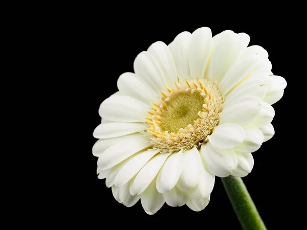 White Gerbera Flower Black Background — Stock Photo, Image