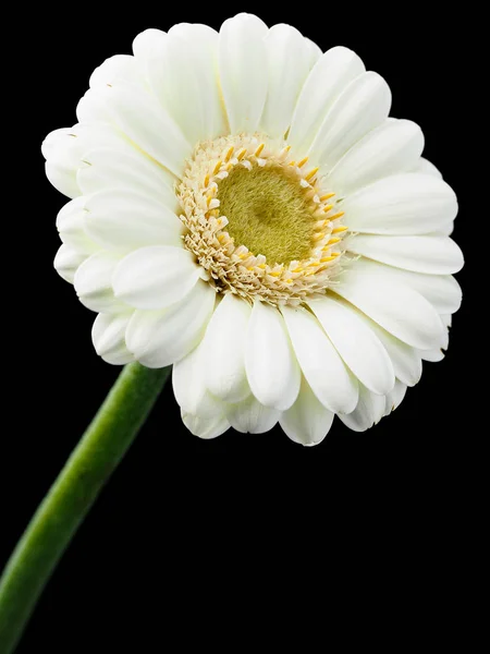White gerbera flower on the black background