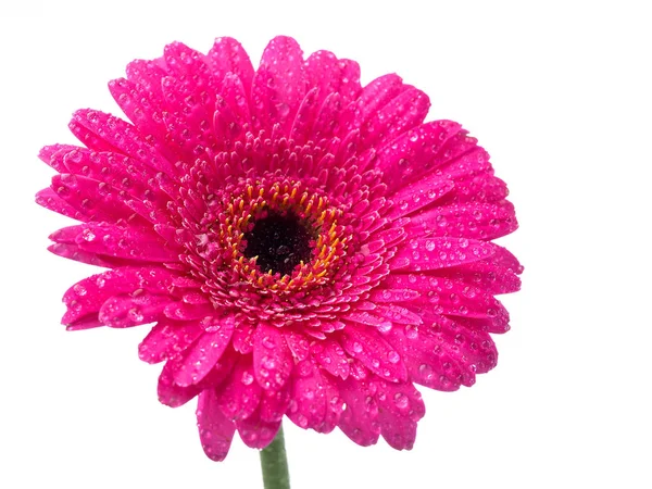 Rosa Gerbera Blomma Isolerade — Stockfoto