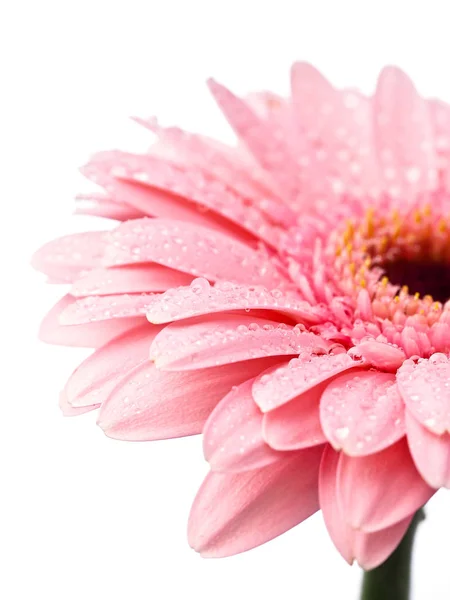 Roze Gerbera Bloem Geïsoleerd — Stockfoto