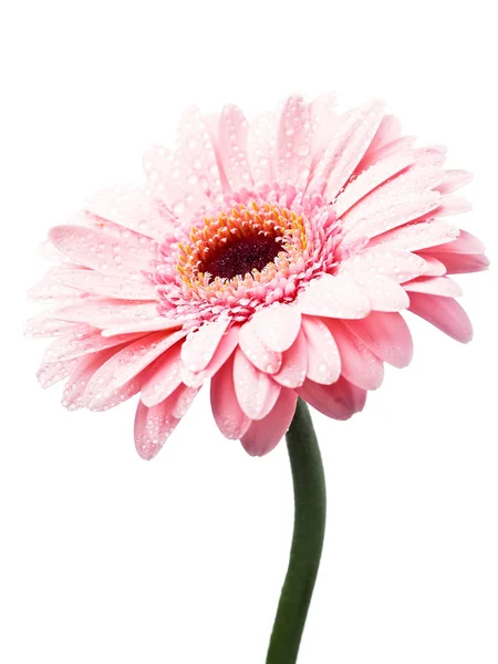 Gerbera Goździk Kwiat Białym Tle — Zdjęcie stockowe