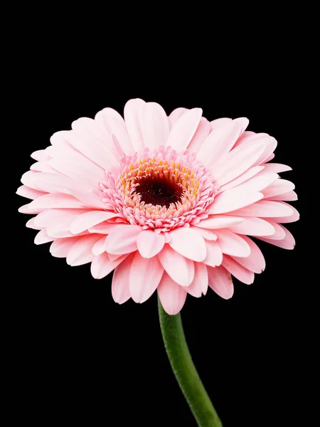 Rosa Gerbera Blomma Den Svarta Bakgrunden — Stockfoto