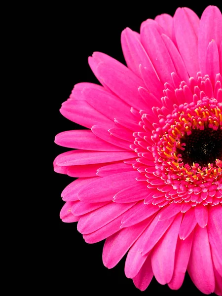 Siyah arka plan üzerinde pembe gerbera çiçek