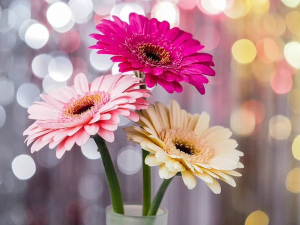 Colorful Beautiful Gerbera Flowers — Stock Photo, Image