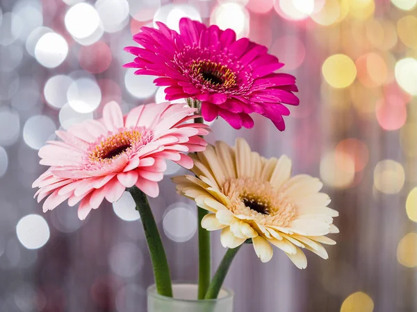 Kleurrijke Gerbera Prachtige — Stockfoto