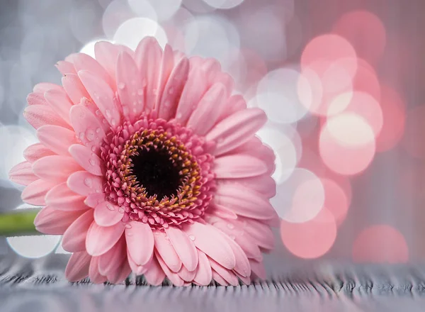 Όμορφο Ροζ Λουλούδι Gerbera — Φωτογραφία Αρχείου
