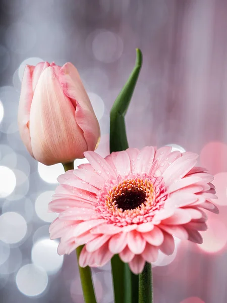 Bellissimo Fiore Gerbera Rosa — Foto Stock