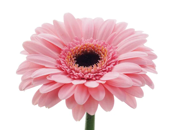 Flor Gerbera Rosa Isolada — Fotografia de Stock