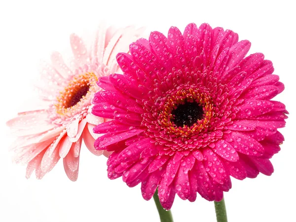 Fiore Gerbera Rosa Isolato — Foto Stock