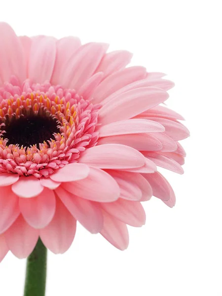 Pembe Gerbera Çiçek Izole — Stok fotoğraf