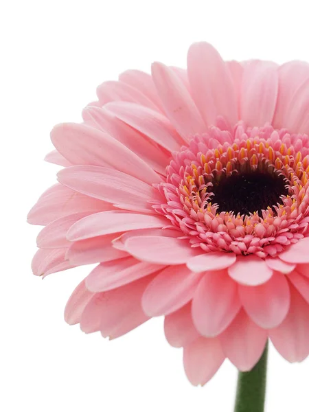 Fiore Gerbera Rosa Isolato — Foto Stock