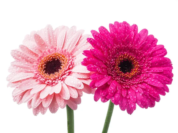 Розовый Цветок Герберы Изолирован — стоковое фото
