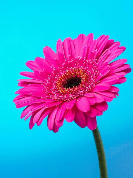 Beautiful Pink Gerbera Flower — Stock Photo, Image