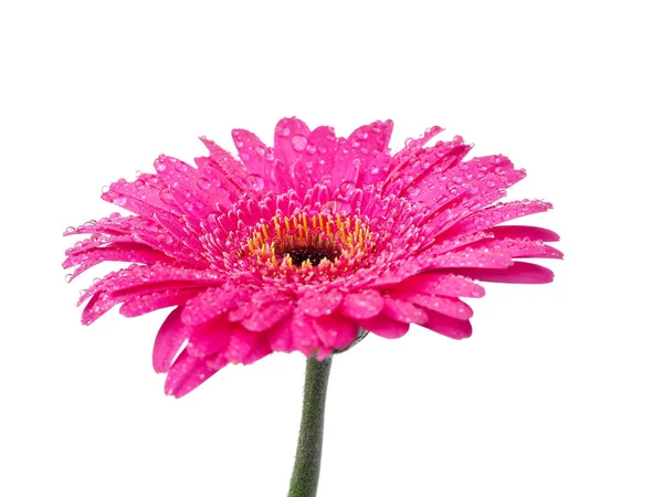 Rosa Gerbera Blomma Isolerade — Stockfoto