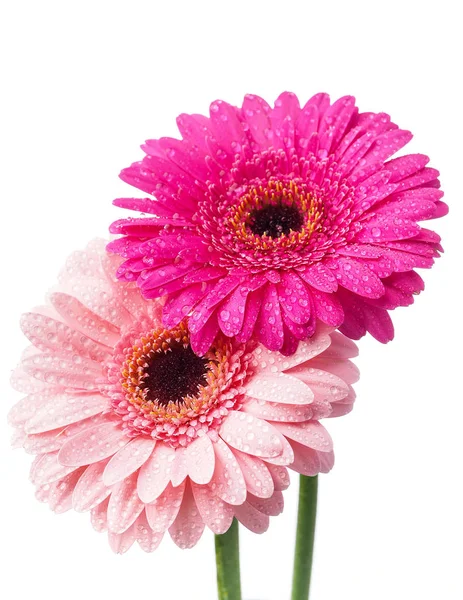 Güzel renkli gerbera çiçekleri 