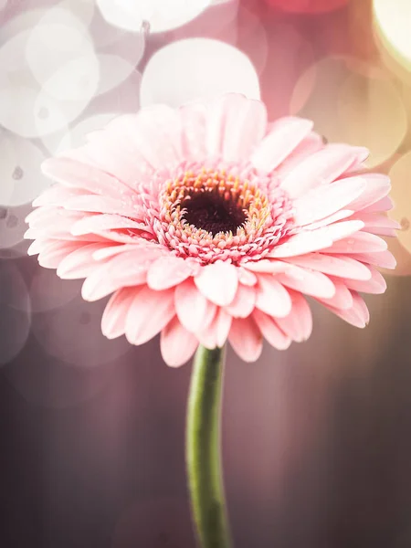 Bellissimo Fiore Gerbera Rosa — Foto Stock