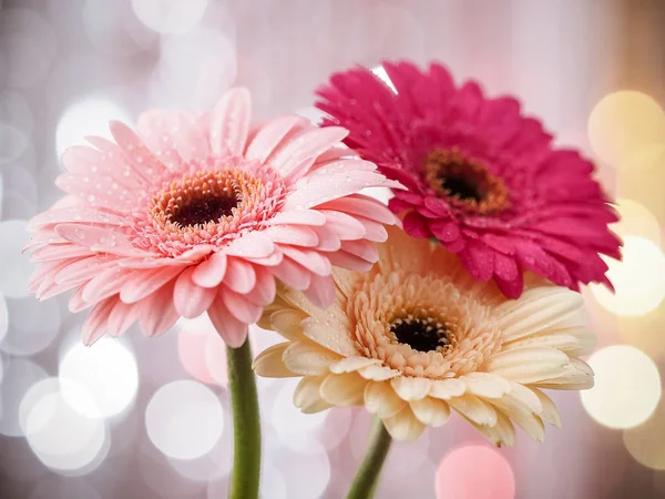 Bunte Schöne Gerbera Blumen — Stockfoto