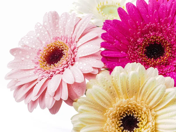 五颜六色的美丽非洲菊鲜花 — 图库照片