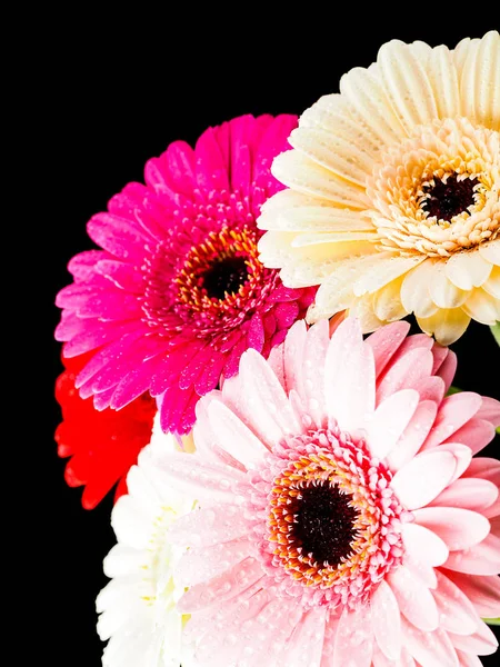 Färgglada Vackra Gerbera Blommor — Stockfoto