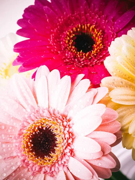 Güzel Renkli Gerbera Çiçekleri — Stok fotoğraf