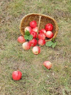Sepette taze elma meyveleri