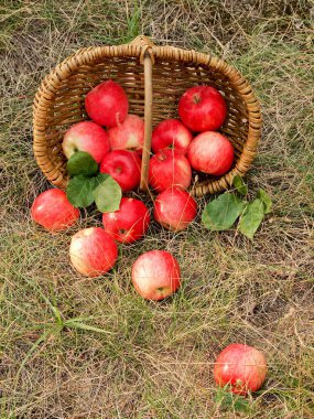 Sepette taze elma meyveleri