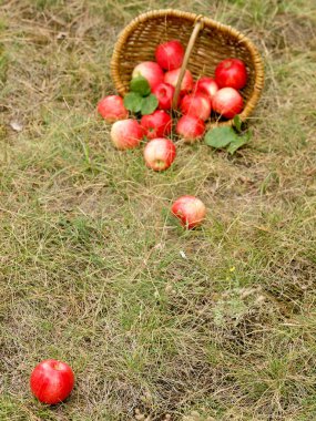 Lezzetli taze elma meyve