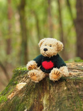 Ormanda Komik Teddy Bear